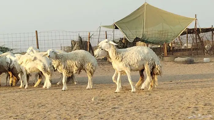 رخال حريات للبيع العدد 24 رأس 2