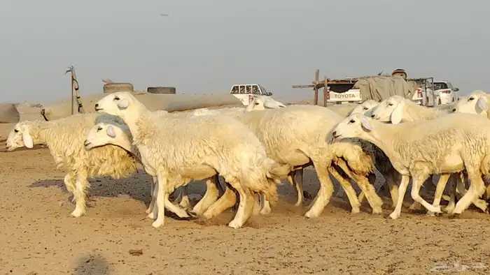 رخال حريات للبيع العدد 24 رأس 7