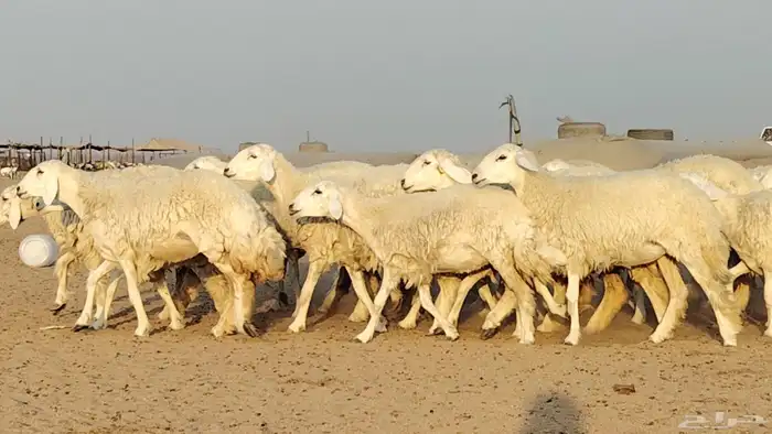 رخال حريات للبيع العدد 24 رأس 5