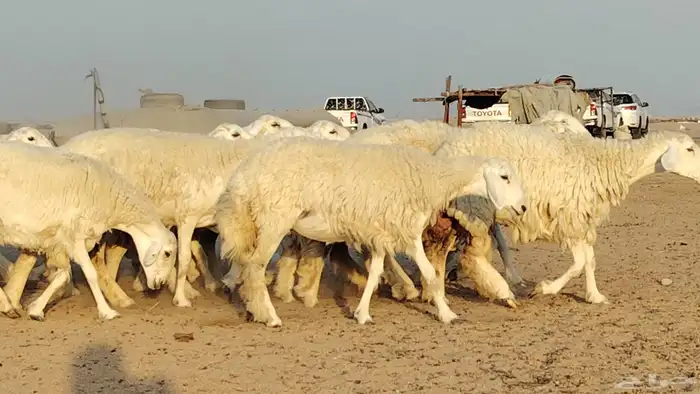 رخال حريات للبيع العدد 24 رأس 8