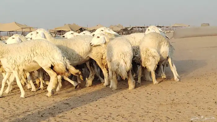 رخال حريات للبيع العدد 24 رأس 9