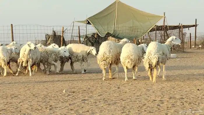 رخال حريات للبيع العدد 24 رأس 0