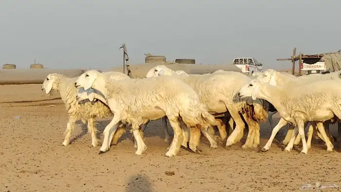 رخال حريات للبيع العدد 24 رأس 4