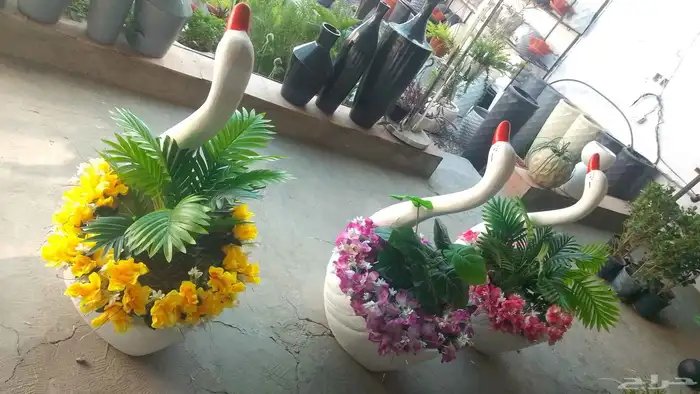 مؤسسة زهرة الخليج الزراعية -نجران -دحضة 3