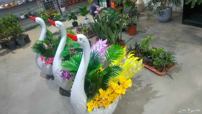 مؤسسة زهرة الخليج الزراعية -نجران -دحضة 8