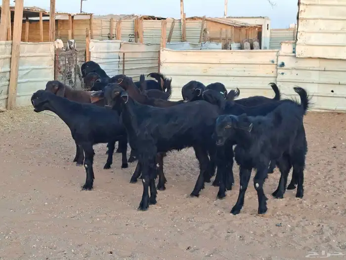 جفار شاميات خصم العدد 10 5