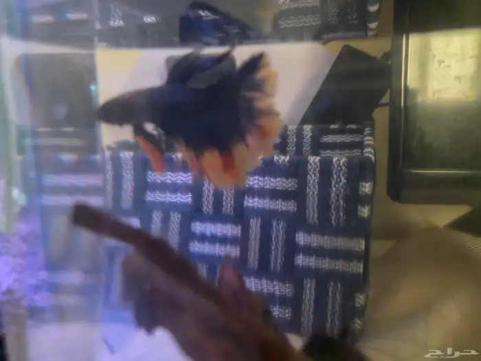 حوض فايتر ديجتال مع ذكر فايتر 5