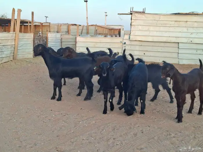 جفار شاميات خصم العدد 10 1