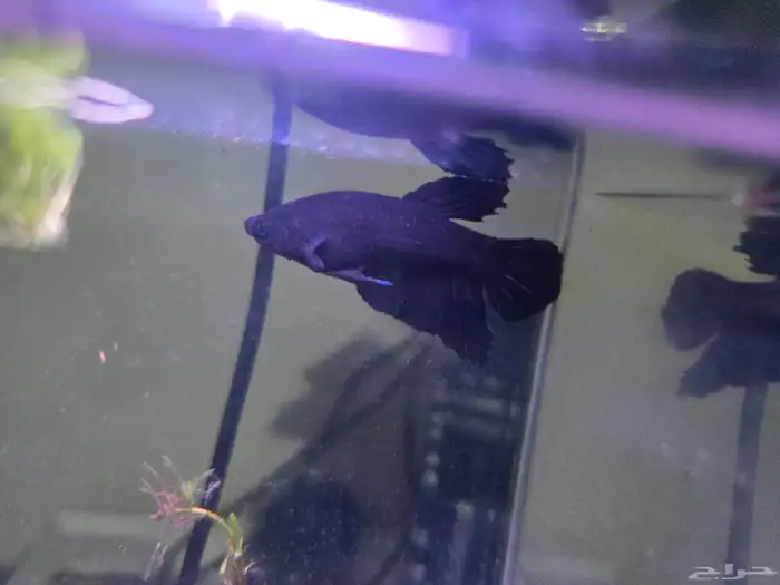 حوض فايتر ديجتال مع ذكر فايتر 2