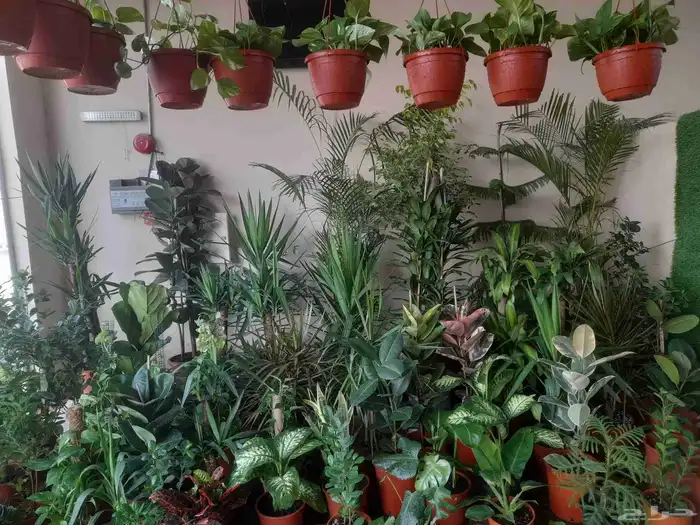 منسق حدائق وتركيب جميع شبكات الري العادي والاتمتك والدكور 0