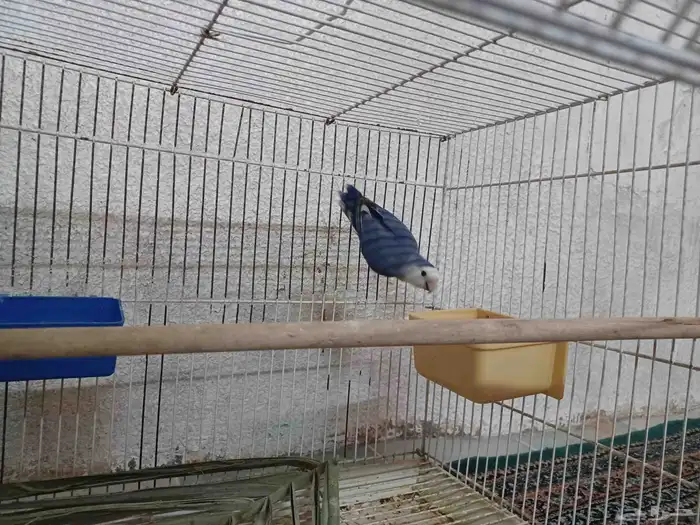 جوز روز للانتاج 2