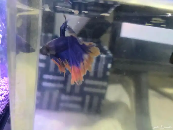 حوض فايتر ديجتال مع ذكر فايتر 4