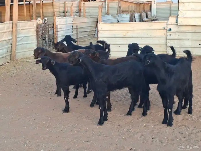 جفار شاميات خصم العدد 10 6