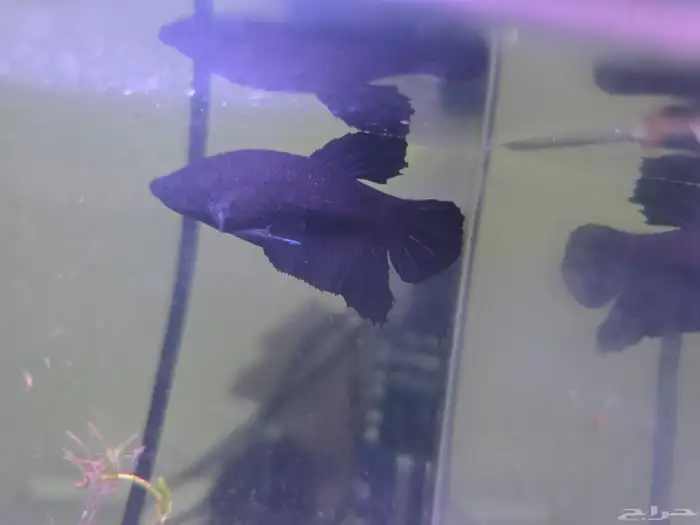 حوض فايتر ديجتال مع ذكر فايتر 3