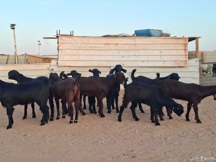 جفار شاميات خصم العدد 10 0