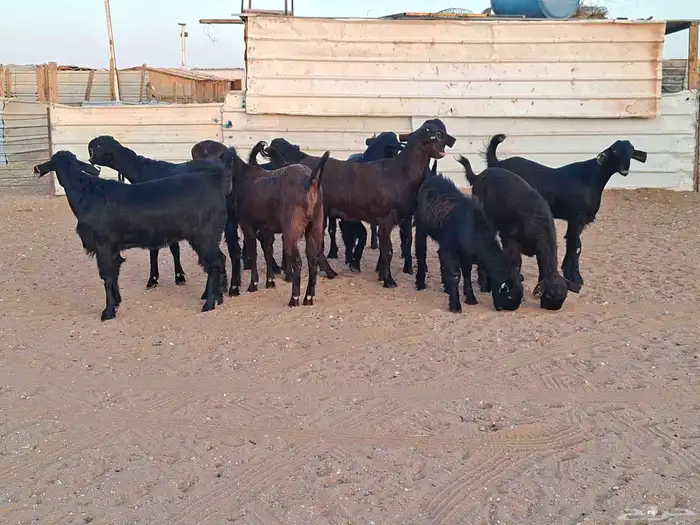 جفار شاميات خصم العدد 10 2