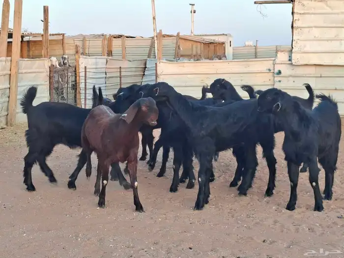 جفار شاميات خصم العدد 10 8