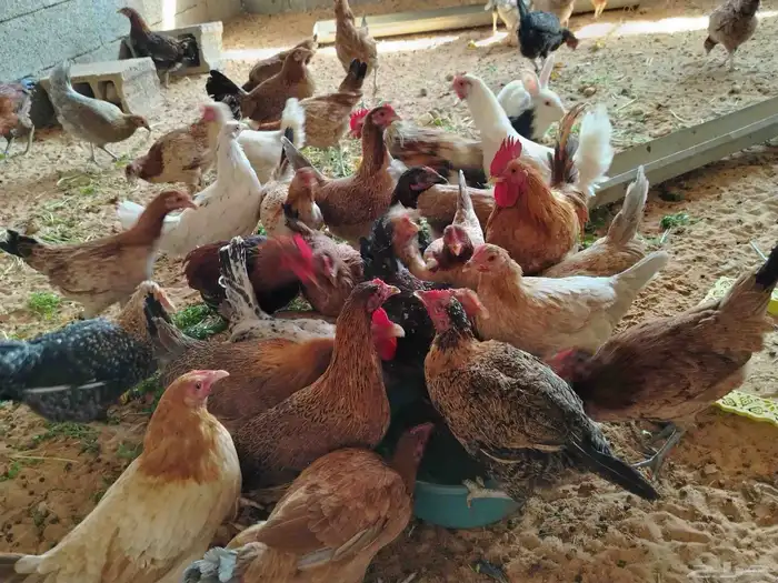 دجاج بلدي 8 دجاج 10 ديوك الصحه شرط ان شاء الله 1