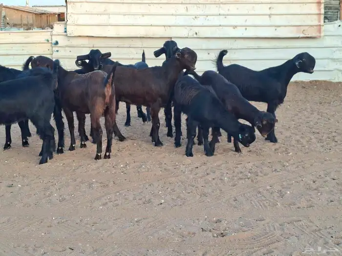 جفار شاميات خصم العدد 10 3