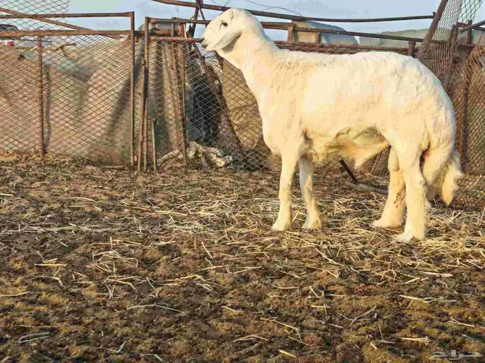 مشروع فحل ظغط عالي 0