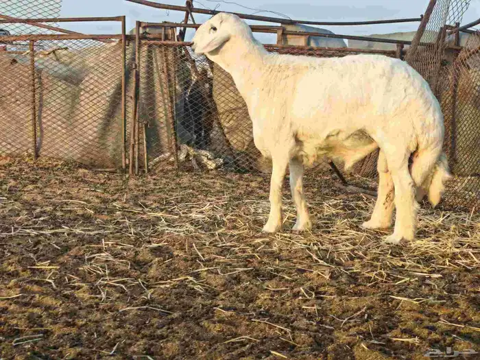 مشروع فحل ظغط عالي 1