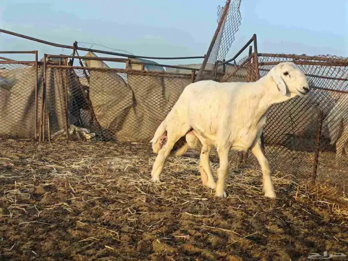 مشروع فحل ظغط عالي 3