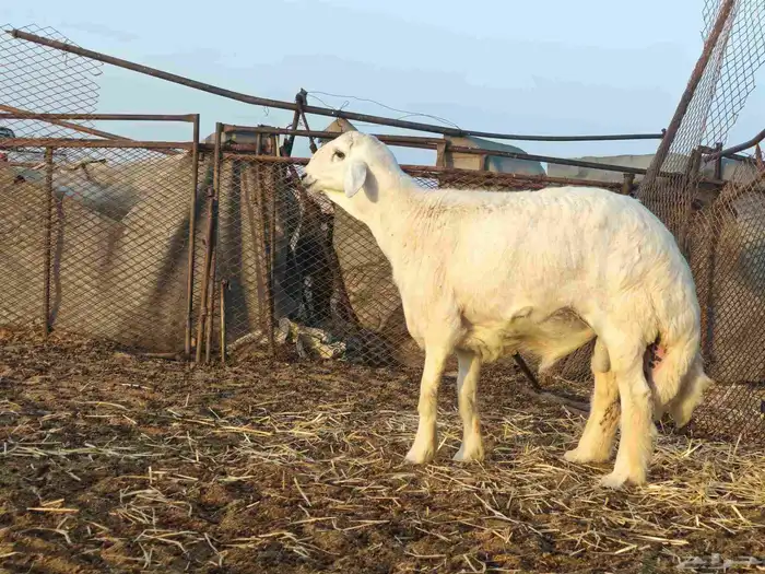 مشروع فحل ظغط عالي 2