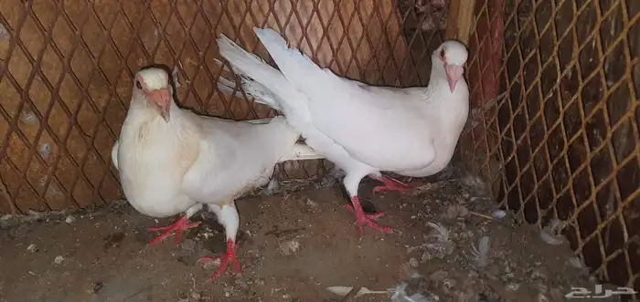 حمام كارير 4