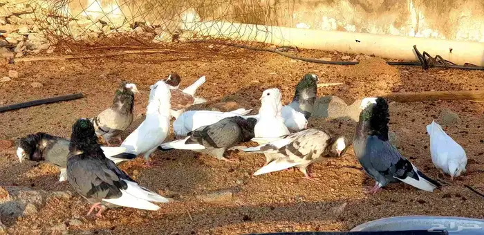 حمام بلجيكي للبيع 3