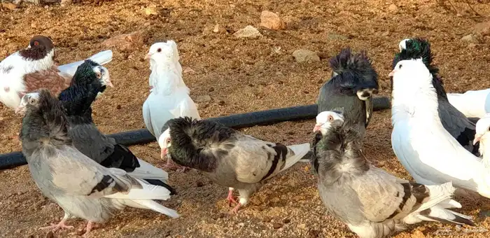 حمام بلجيكي للبيع 1