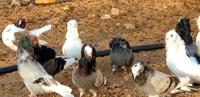 حمام بلجيكي للبيع 2