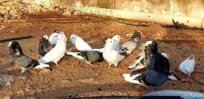 حمام بلجيكي للبيع 0