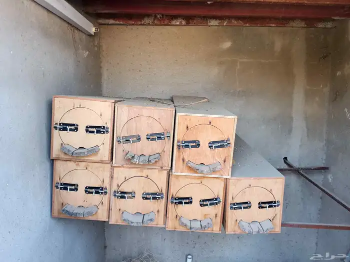 جبوح نحل مجددة للبيع 1