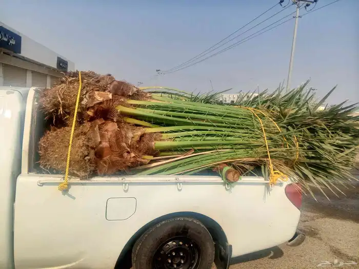 يوجد لدينا نخل للبيع جده مكه الطائف نخل مثمر نخل واشنطني 2