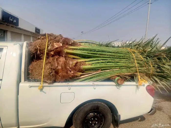 يوجد لدينا نخل للبيع جده مكه الطائف نخل مثمر نخل واشنطني 3