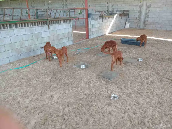 كلاب جولدن للبيع 2