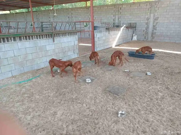 كلاب جولدن للبيع 1