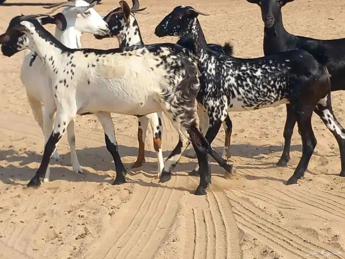 جفار بيشيات مرخ عددها 5 رؤس 0