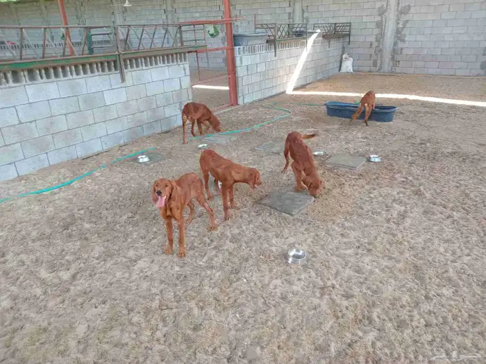 كلاب جولدن للبيع 0