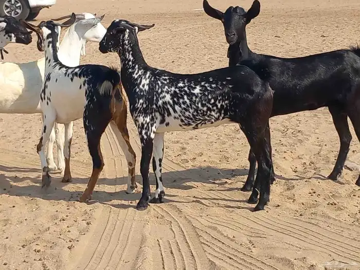 جفار بيشيات مرخ عددها 5 رؤس 3