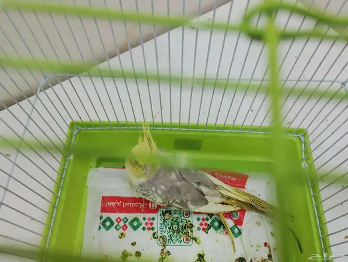 طائر الكروان 2