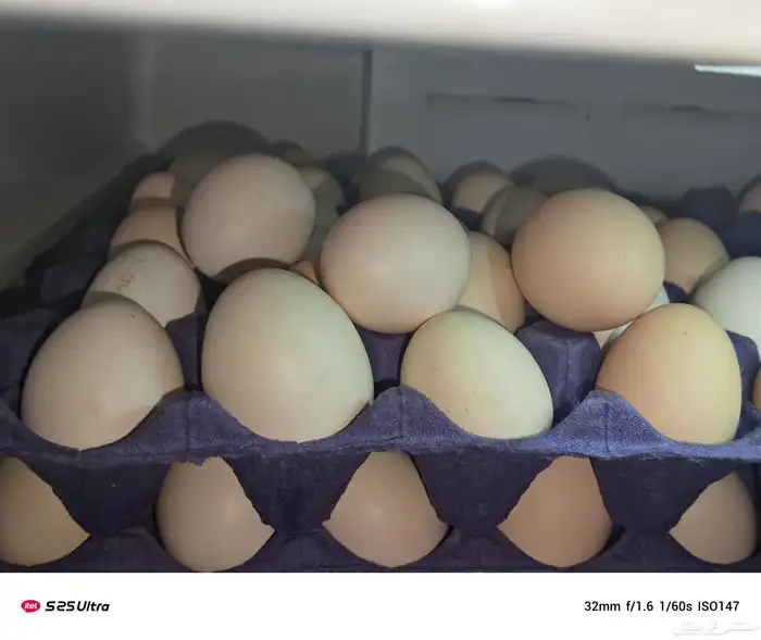 بيض دجاج تركي وبلدي للبيع الموقع الداير 0