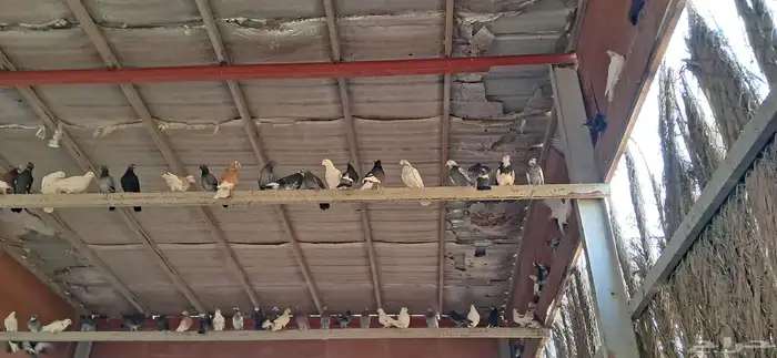 حمام للبيع سعر الجوز 8 العدد تقريبآ200 جوز تزيد وتنقص 1