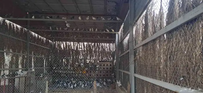 حمام للبيع سعر الجوز 8 العدد تقريبآ200 جوز تزيد وتنقص 4