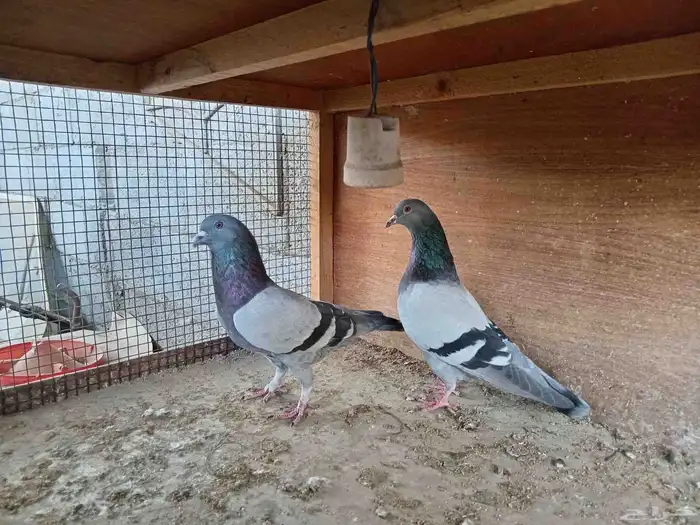 جوز الطيور 0