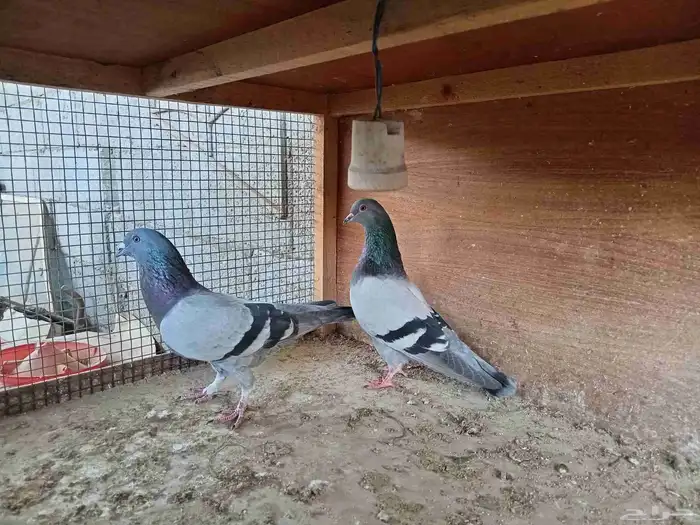 جوز الطيور 1