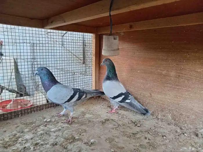 جوز الطيور 2