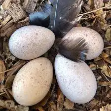 طقم دجاج رومي 3