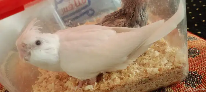 فروخ كروان هولندي 8