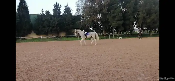 مدرب دريساج وقفز الحواجز 6